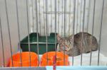 COME TO CHOOSE A CAT TO THE PLACING EXHIBITION ON FOR PETS!