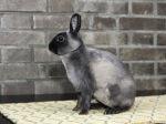 Exhibition of dwarf and small breeds of rabbits